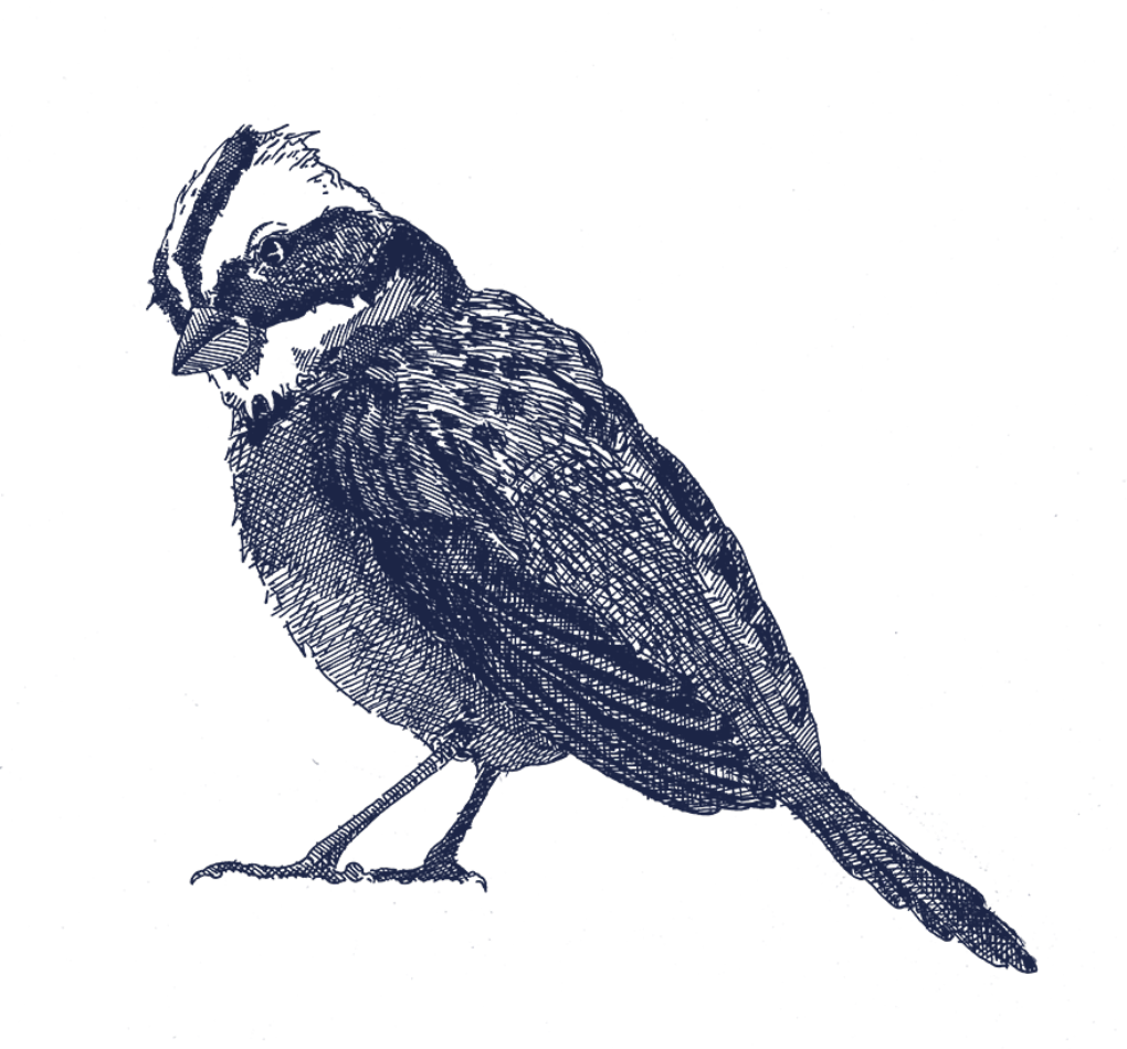 Ilustração do pássaro Tico-tico na cor azul